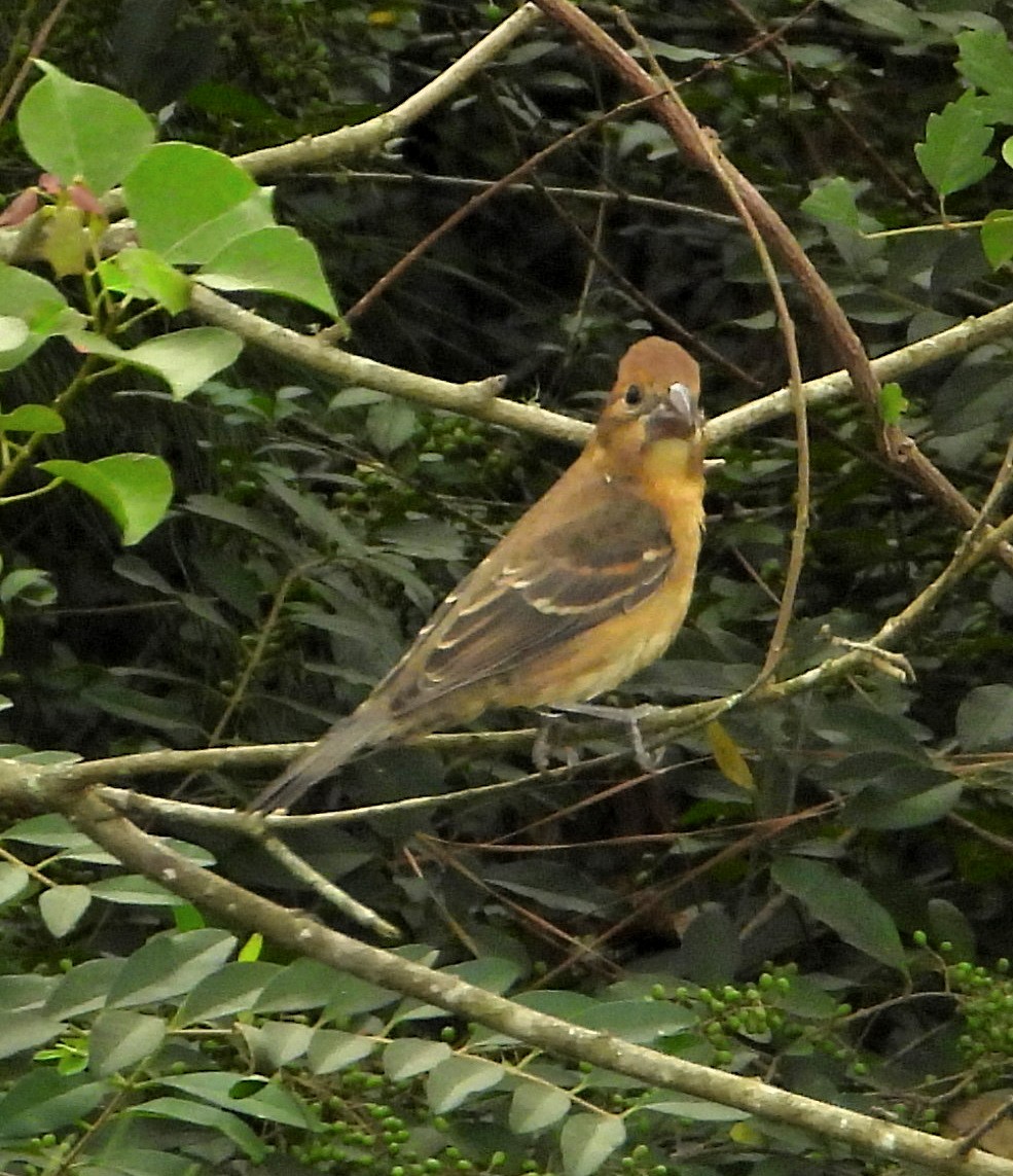 Blue Grosbeak - ML622849299