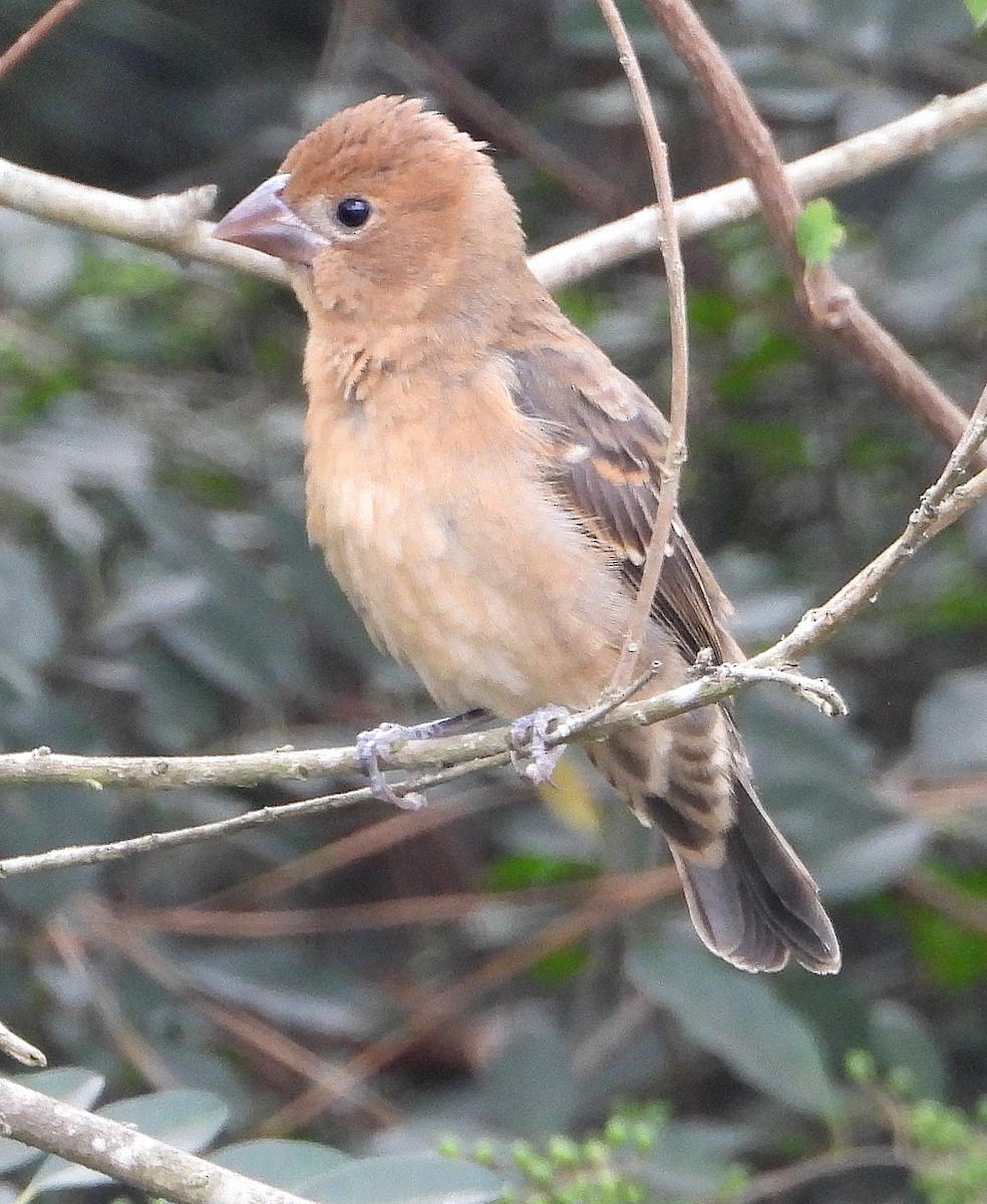 Blue Grosbeak - ML622849302