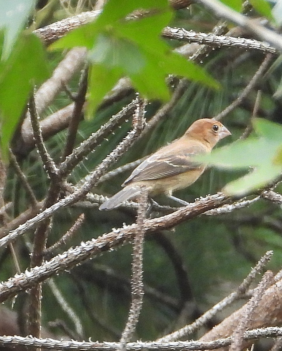 Blue Grosbeak - ML622849309