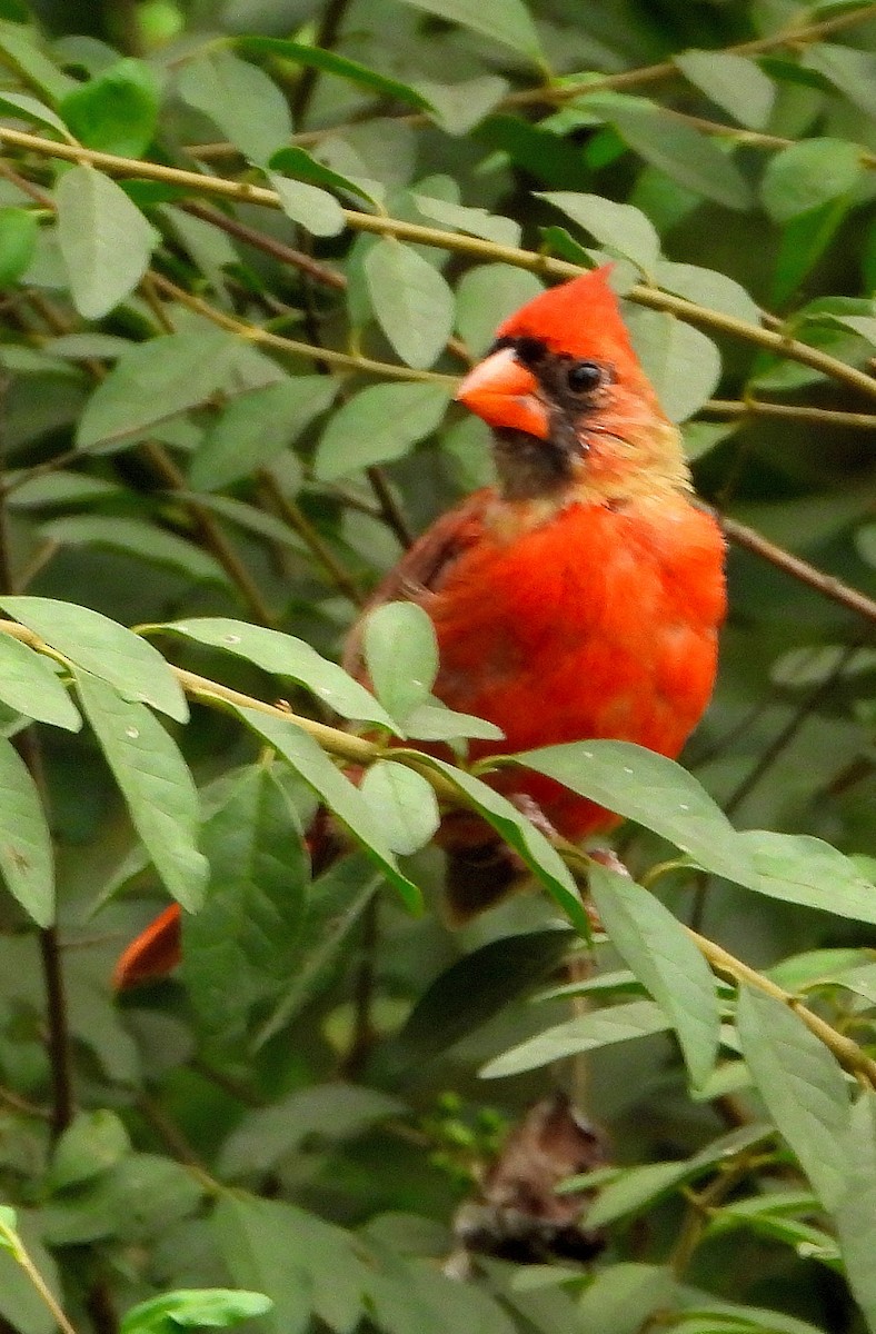 Northern Cardinal - ML622849318