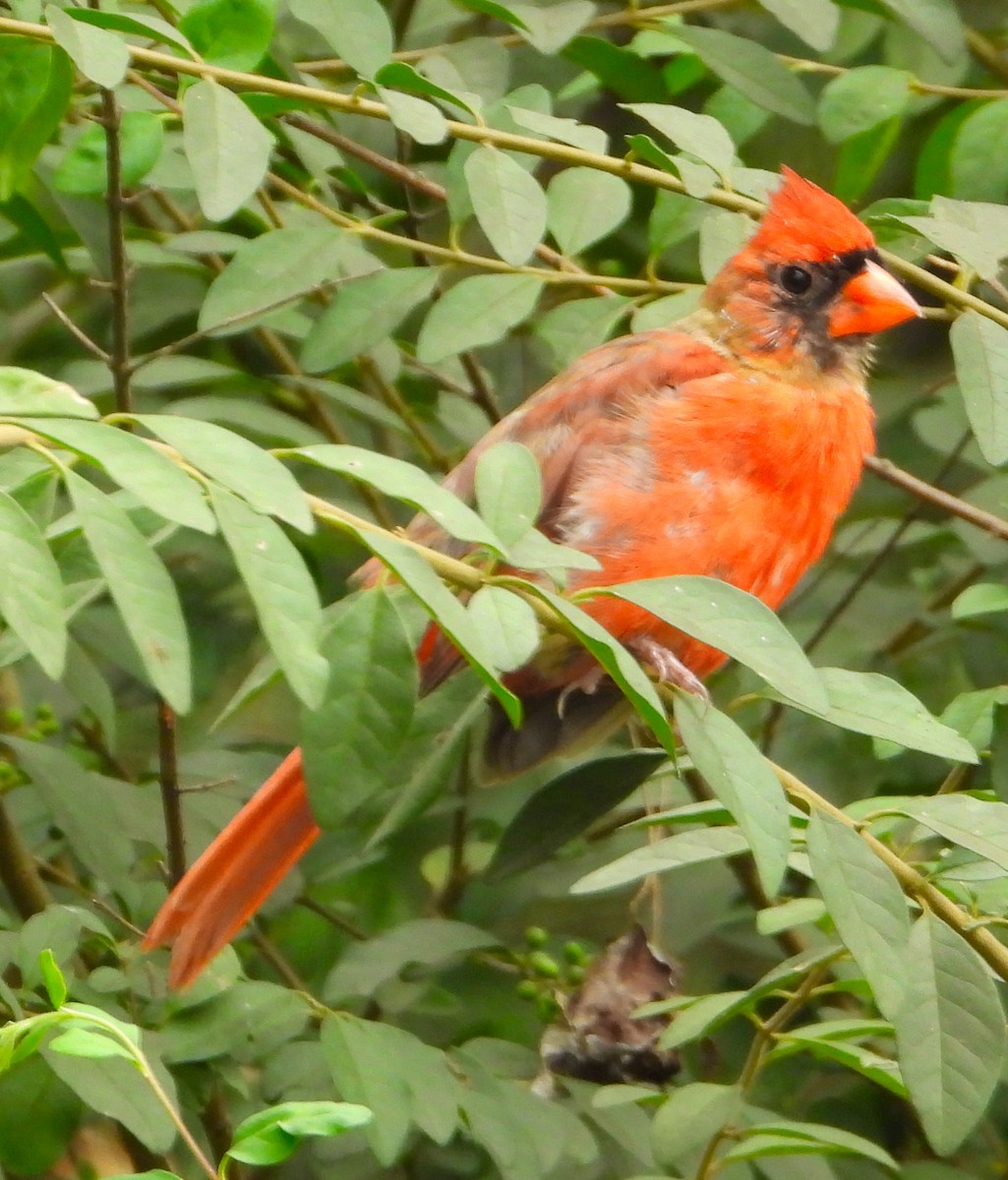 Northern Cardinal - ML622849319