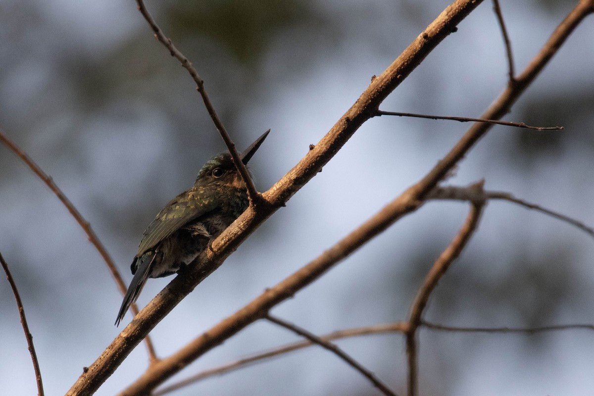 Bronzy Jacamar - ML622849358