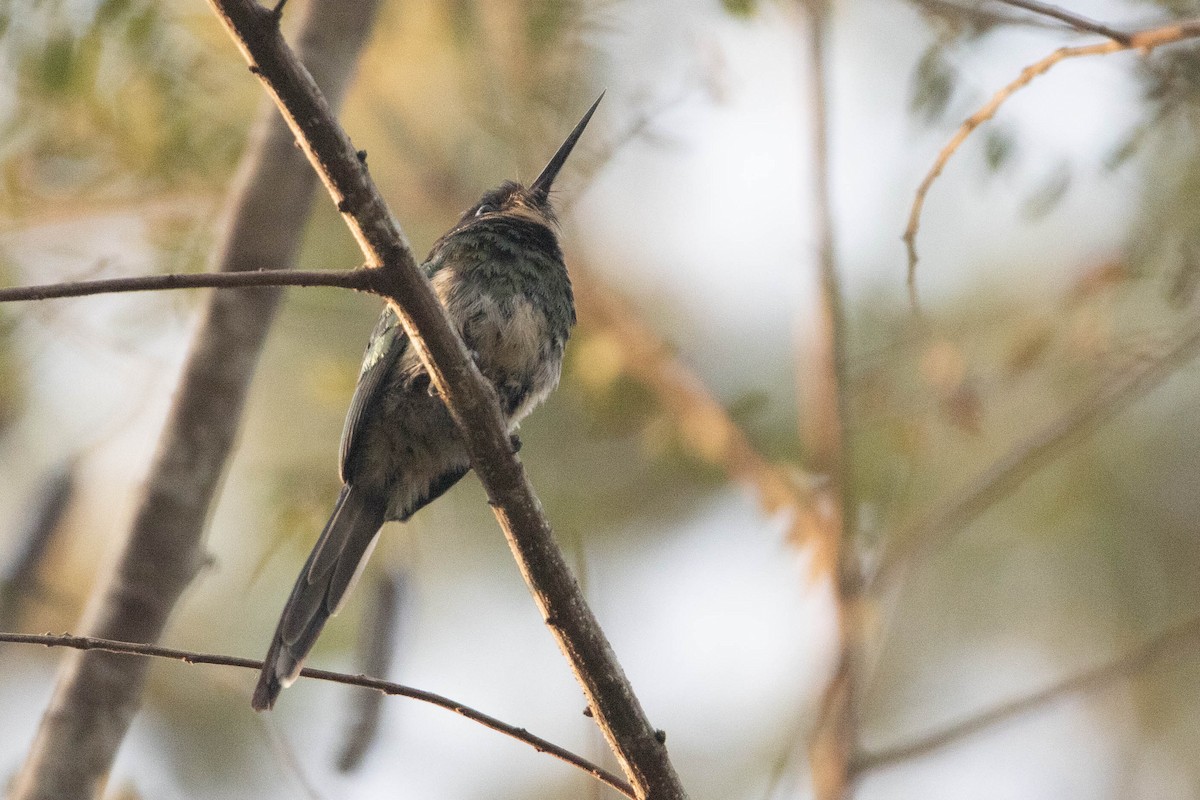 Bronzy Jacamar - ML622849359