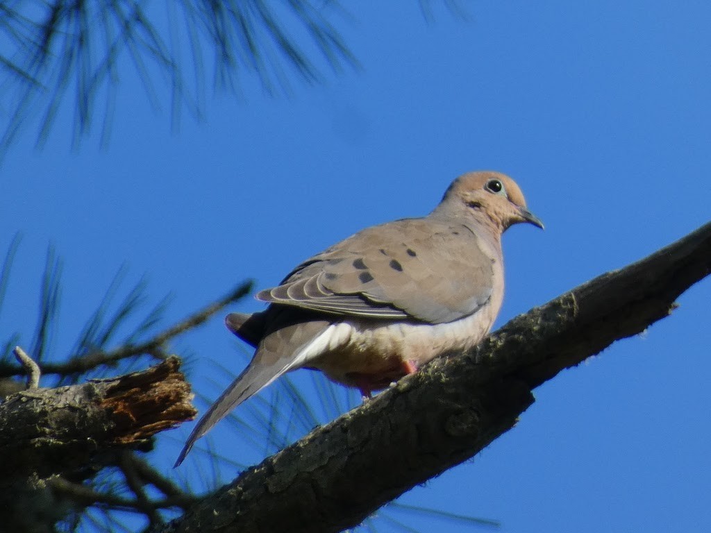 Mourning Dove - ML622849375