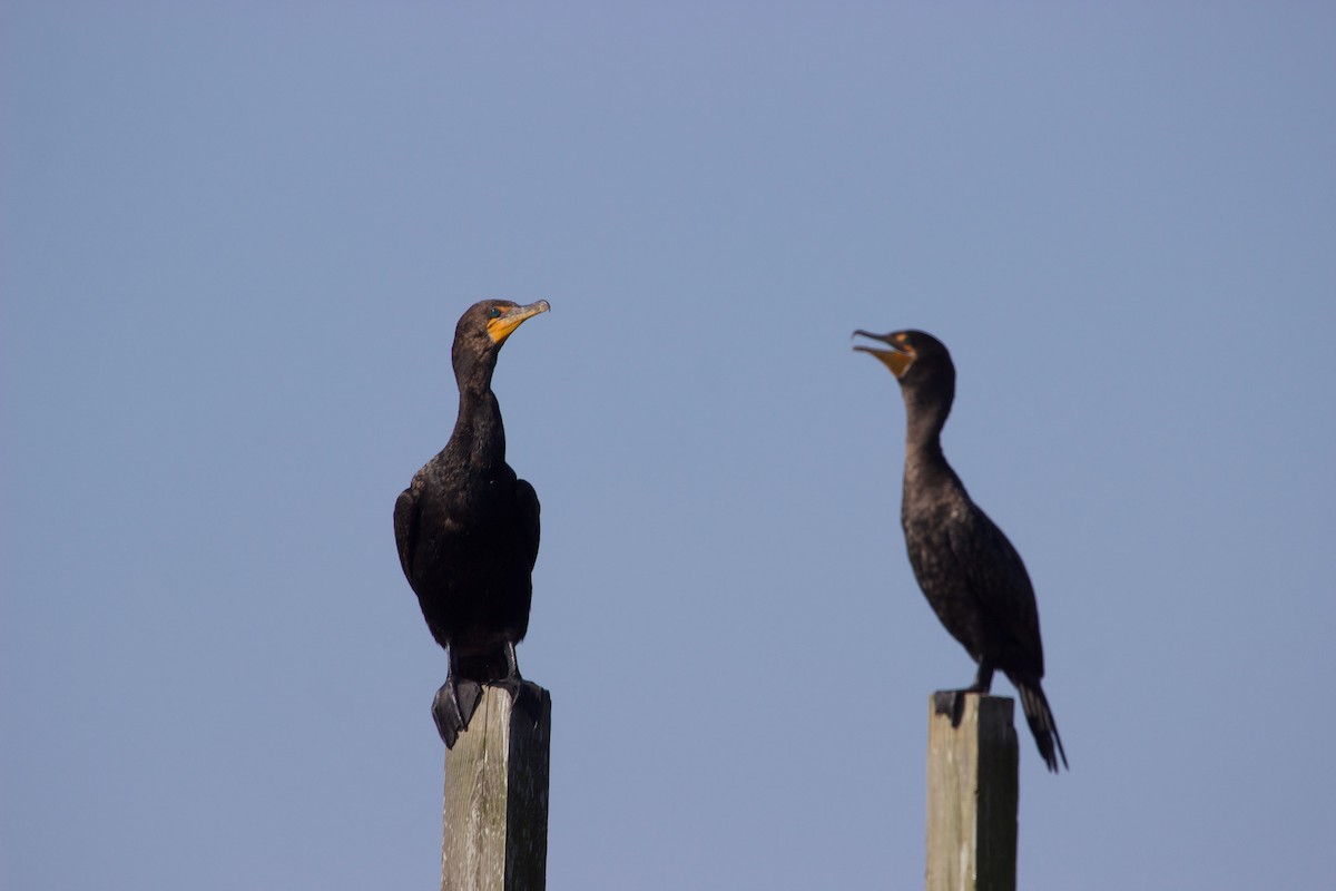 Double-crested Cormorant - Brian M