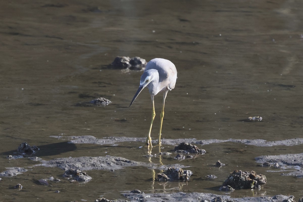 White-faced Heron - Dennis Devers