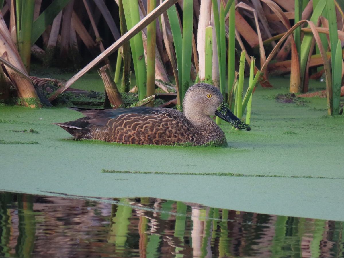 Cape Shoveler - Brian Cammarano