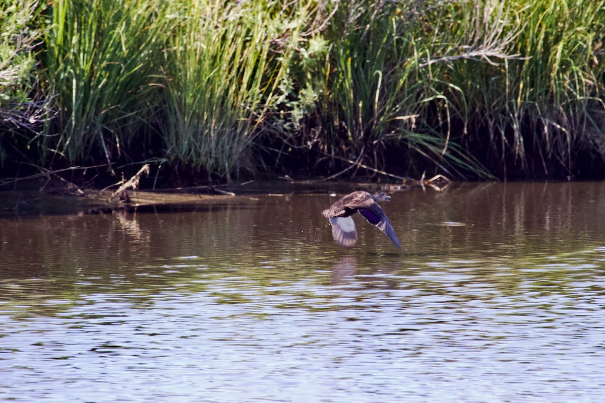 American Black Duck - Brian M