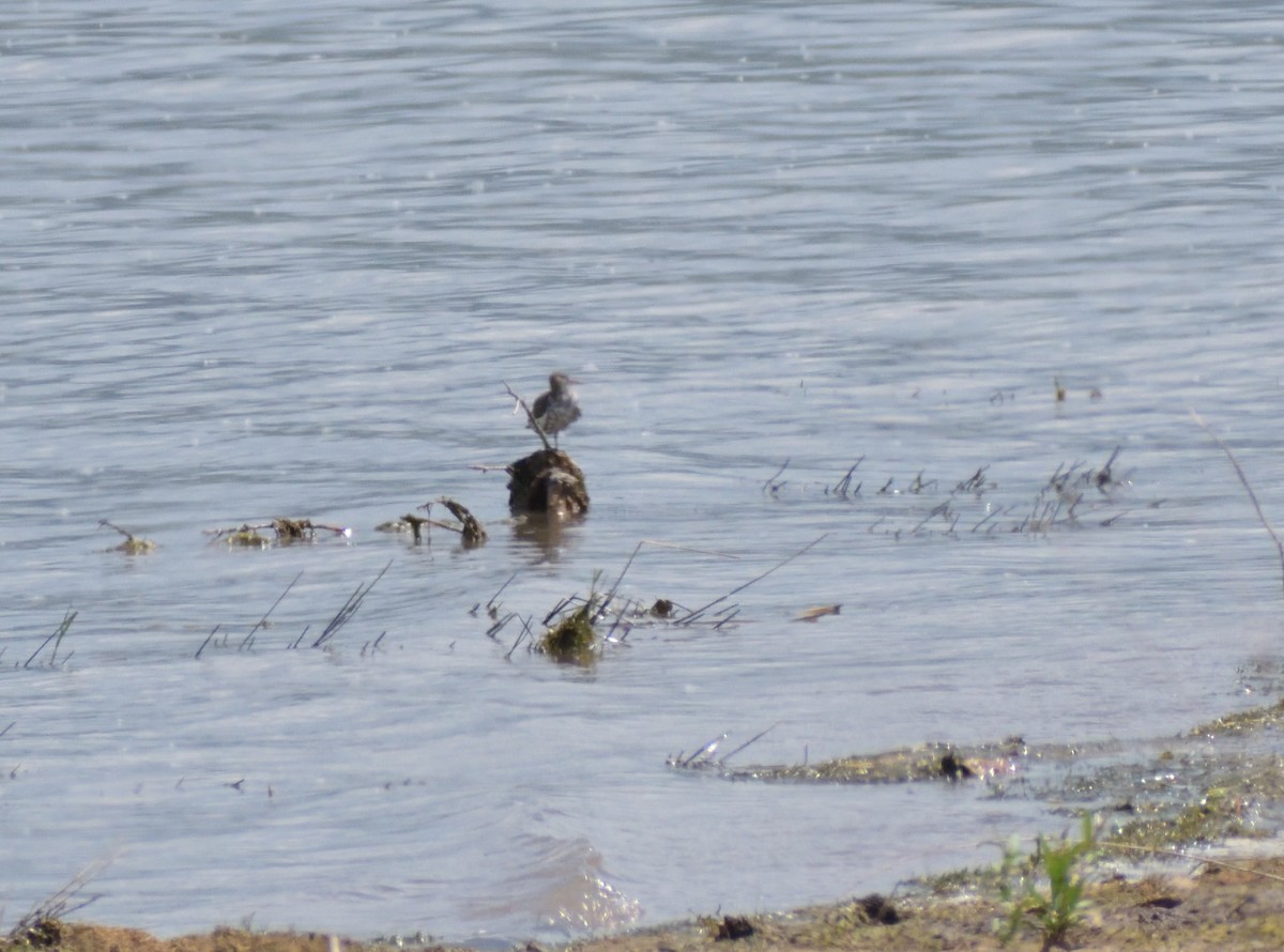 Spotted Sandpiper - Robert Tonge