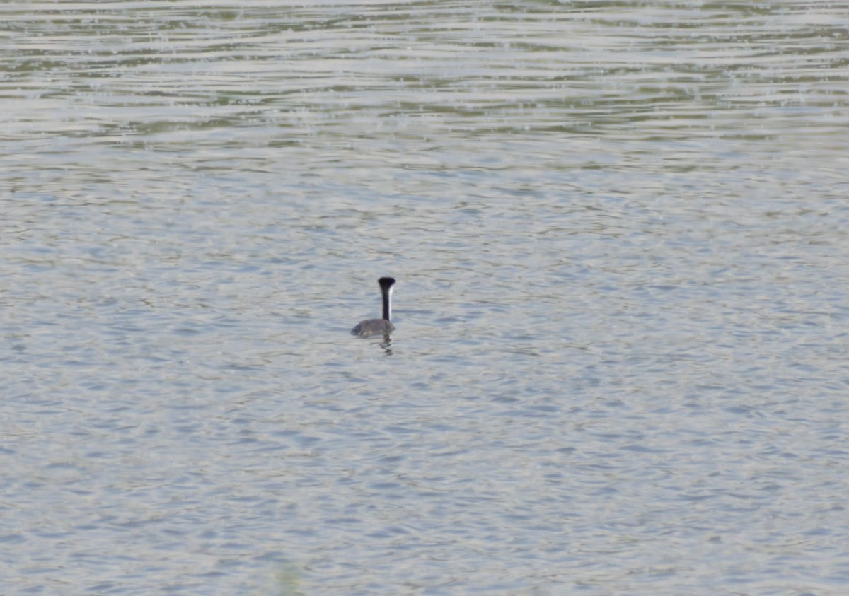 Western Grebe - Robert Tonge