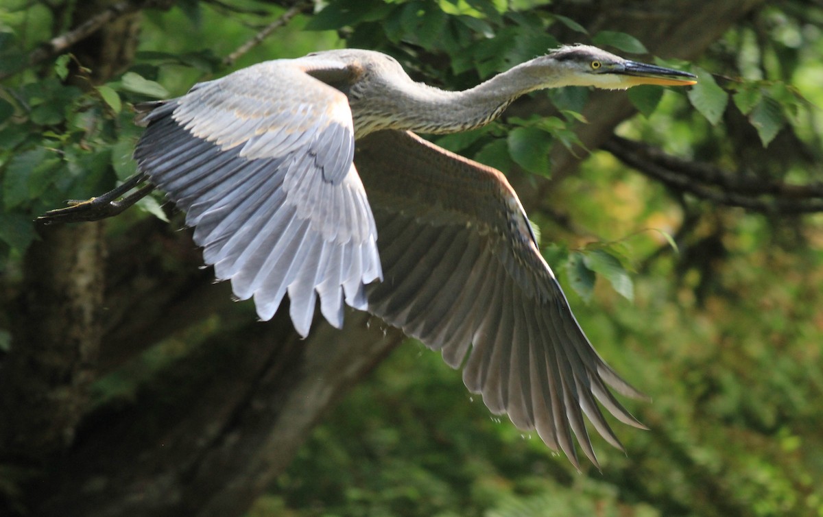 Great Blue Heron - ML622849615