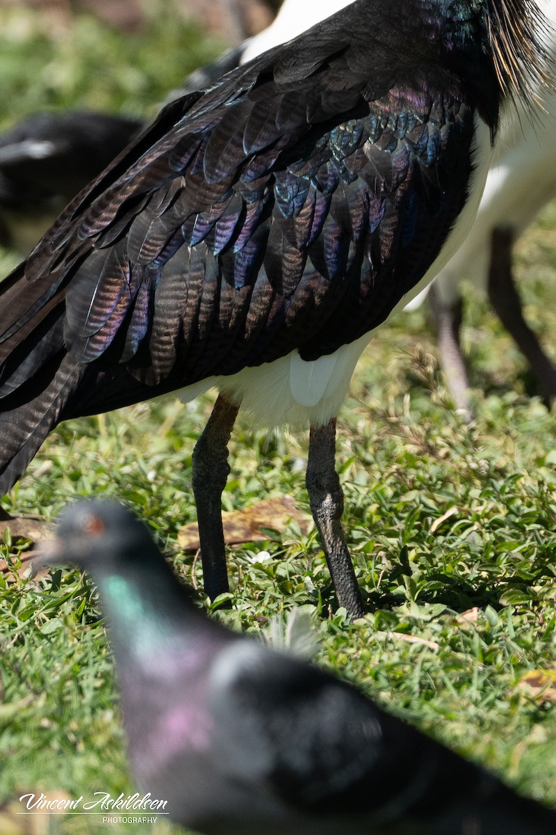 Rock Pigeon (Feral Pigeon) - ML622849629