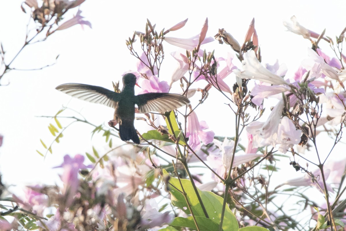 Glittering-throated Emerald - ML622849648