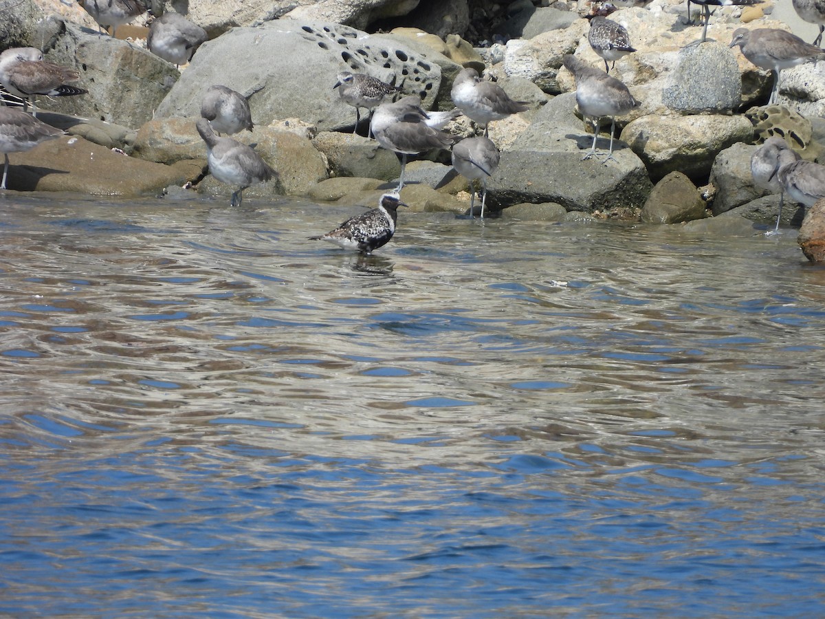 Pacific Golden-Plover - Teddy Huffer