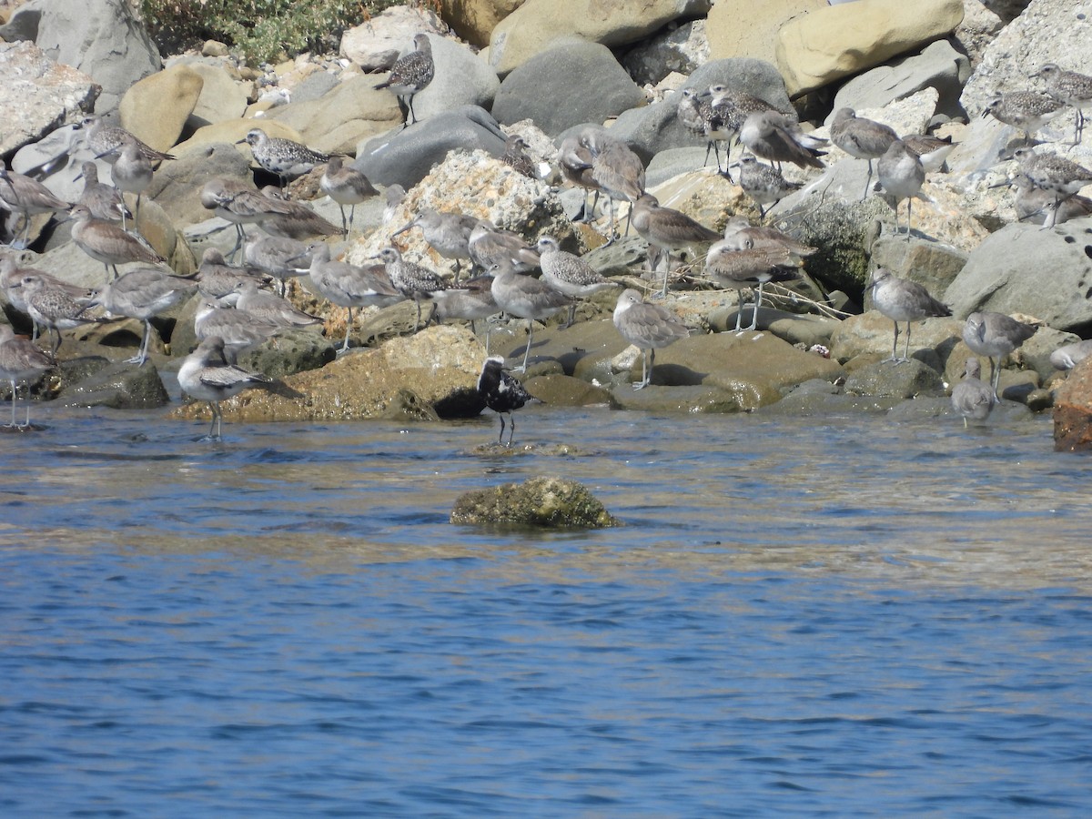 Pacific Golden-Plover - Teddy Huffer