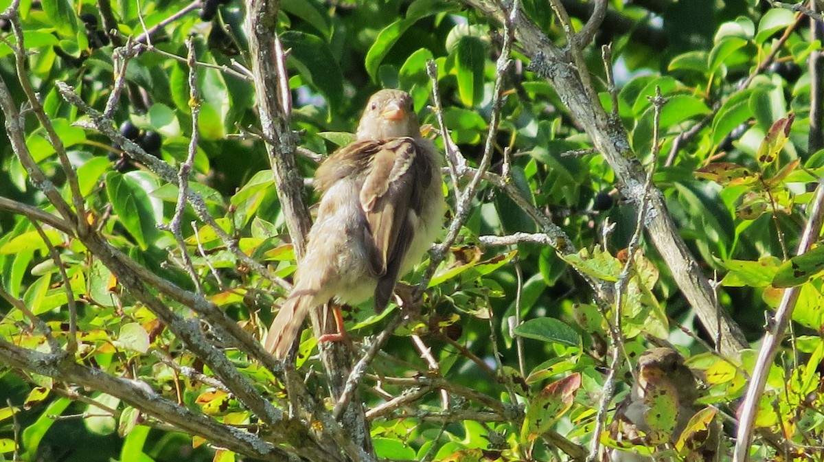 House Sparrow - ML622849693