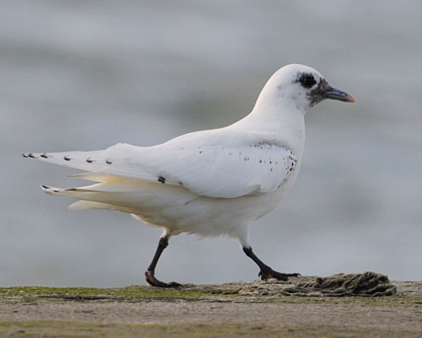 Ivory Gull - ML622849704