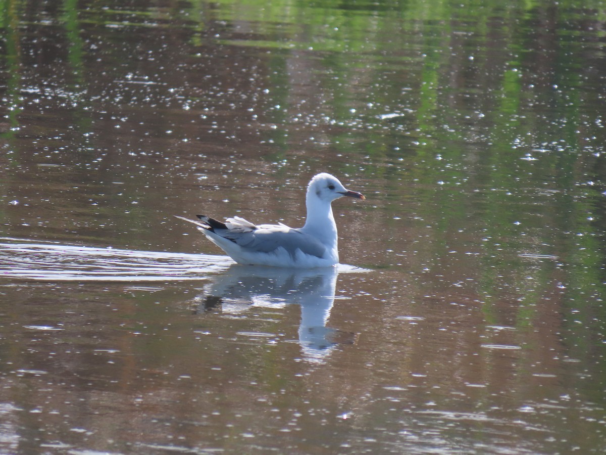 Gray-hooded Gull - ML622849723