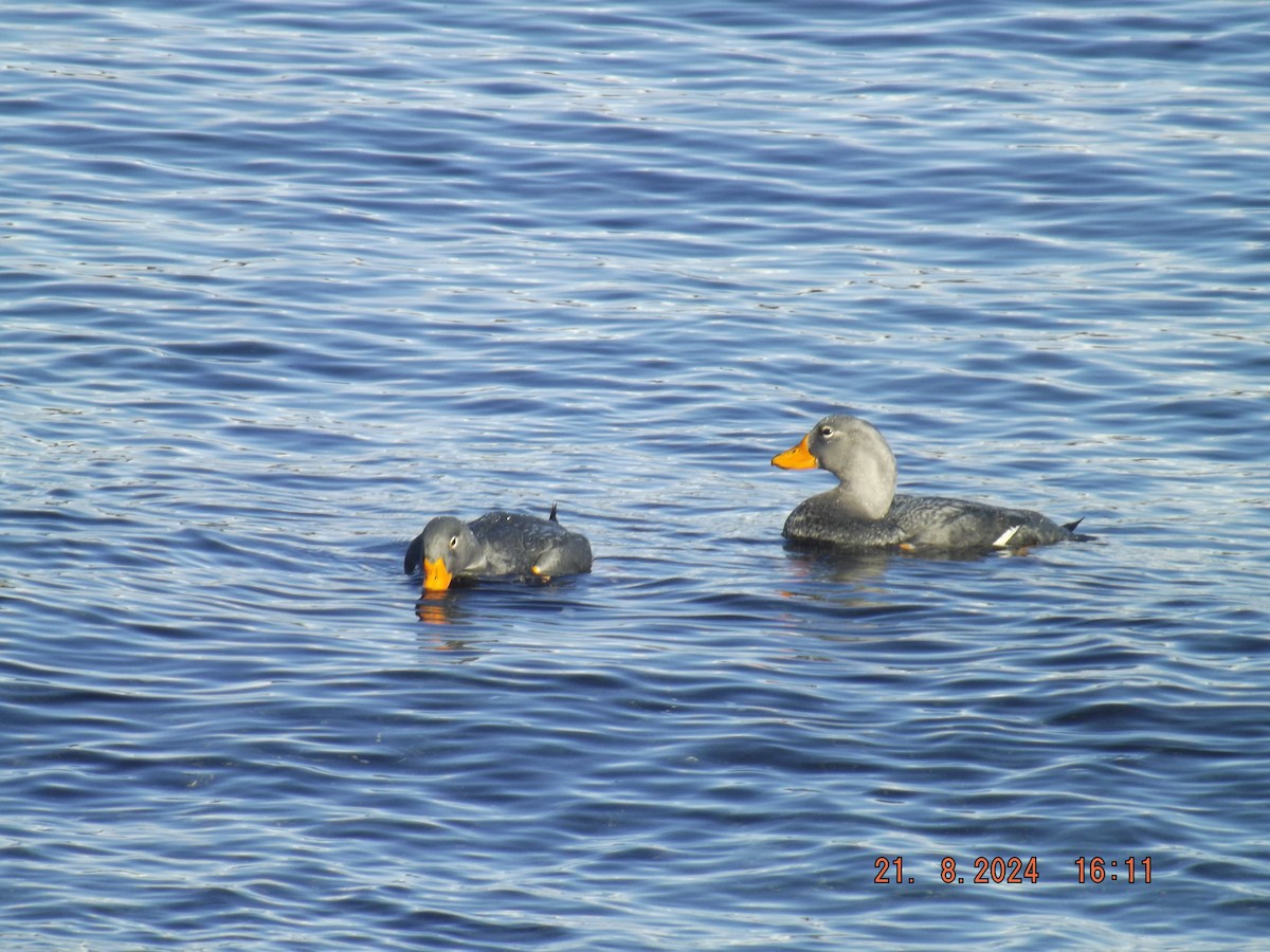 Flightless Steamer-Duck - Gustavo Bahamondes