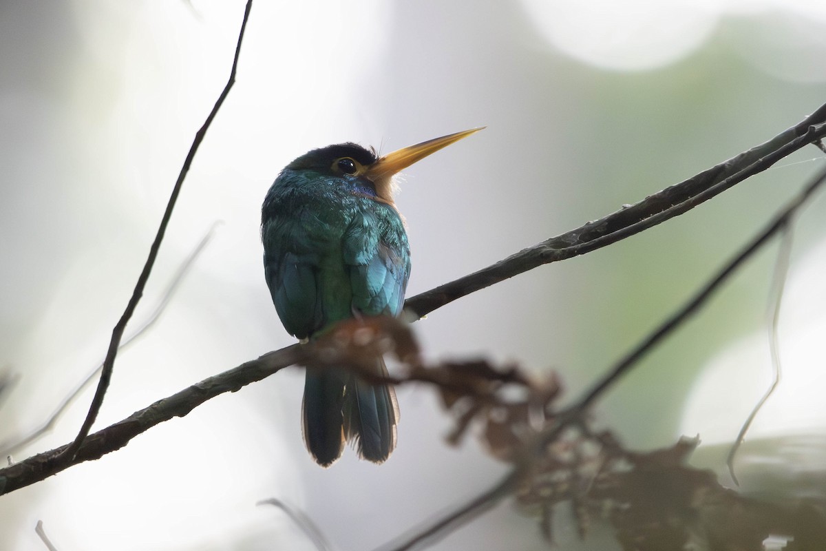 Blue-cheeked Jacamar - ML622849799