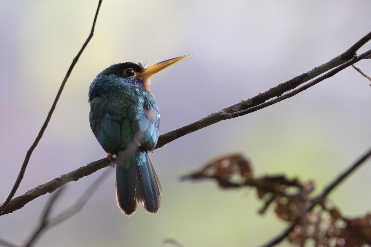 Blue-cheeked Jacamar - ML622849801