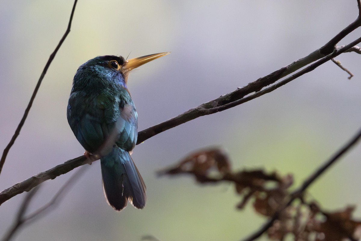 Blue-cheeked Jacamar - ML622849802