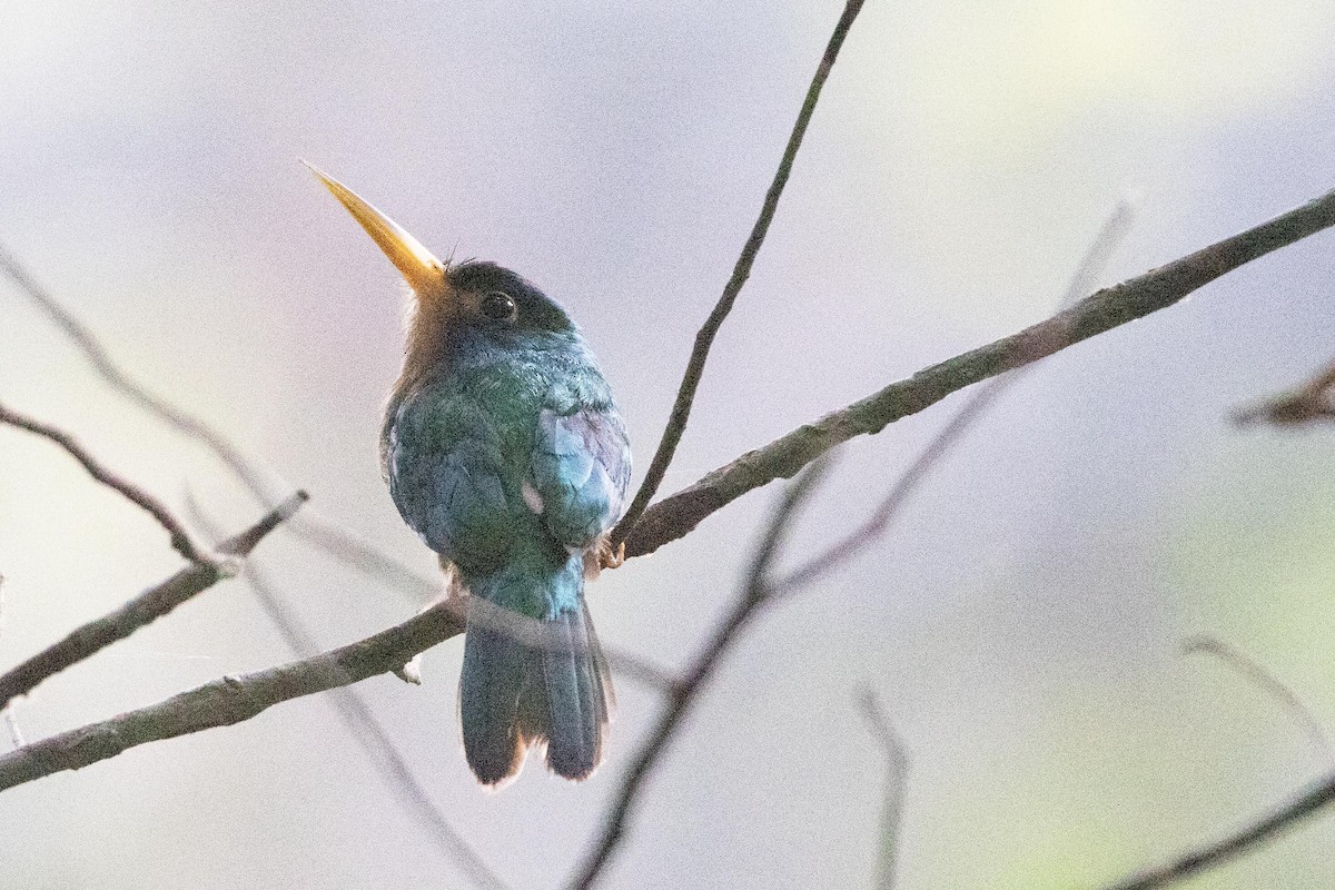 Blue-cheeked Jacamar - ML622849803