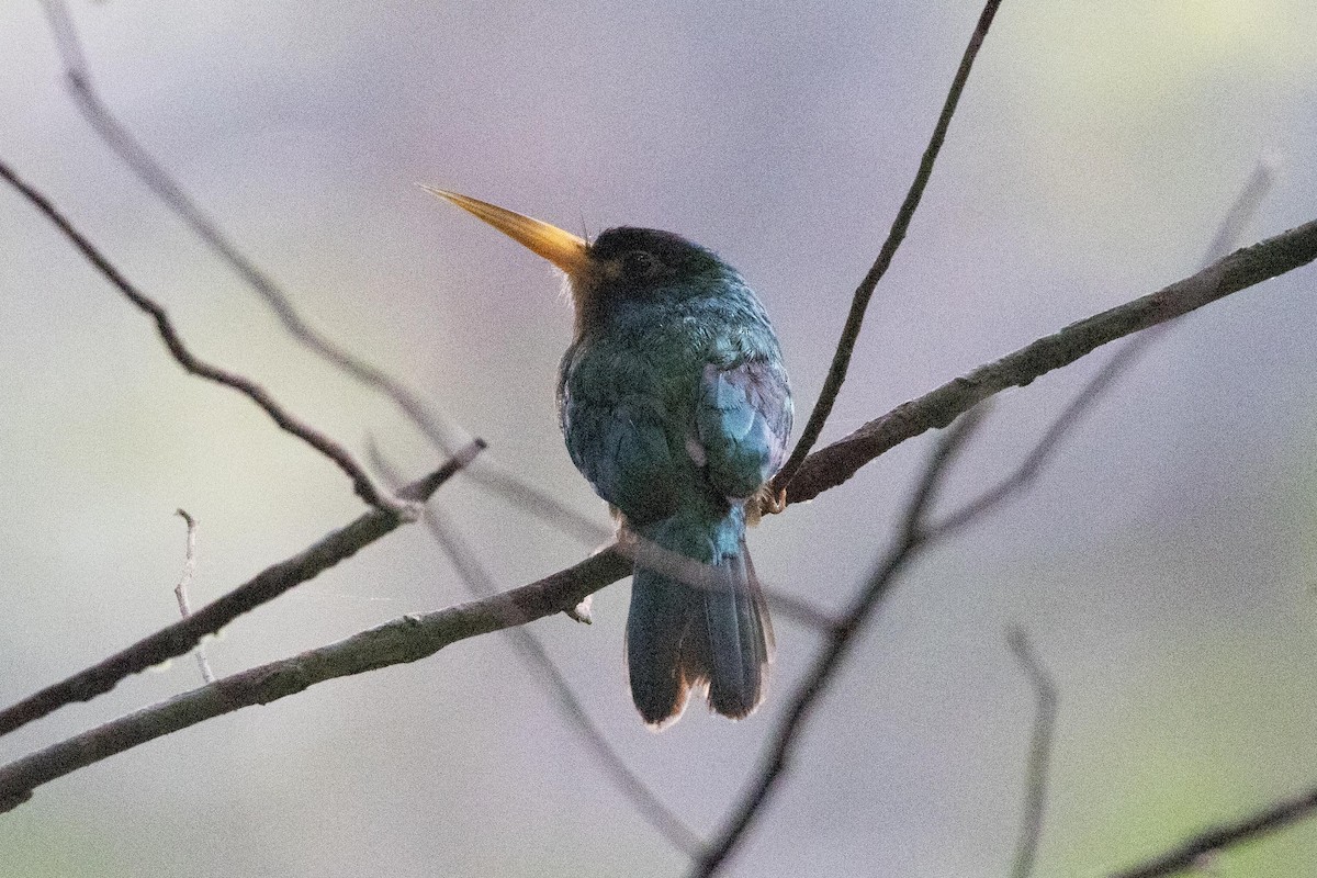 Blue-cheeked Jacamar - ML622849804