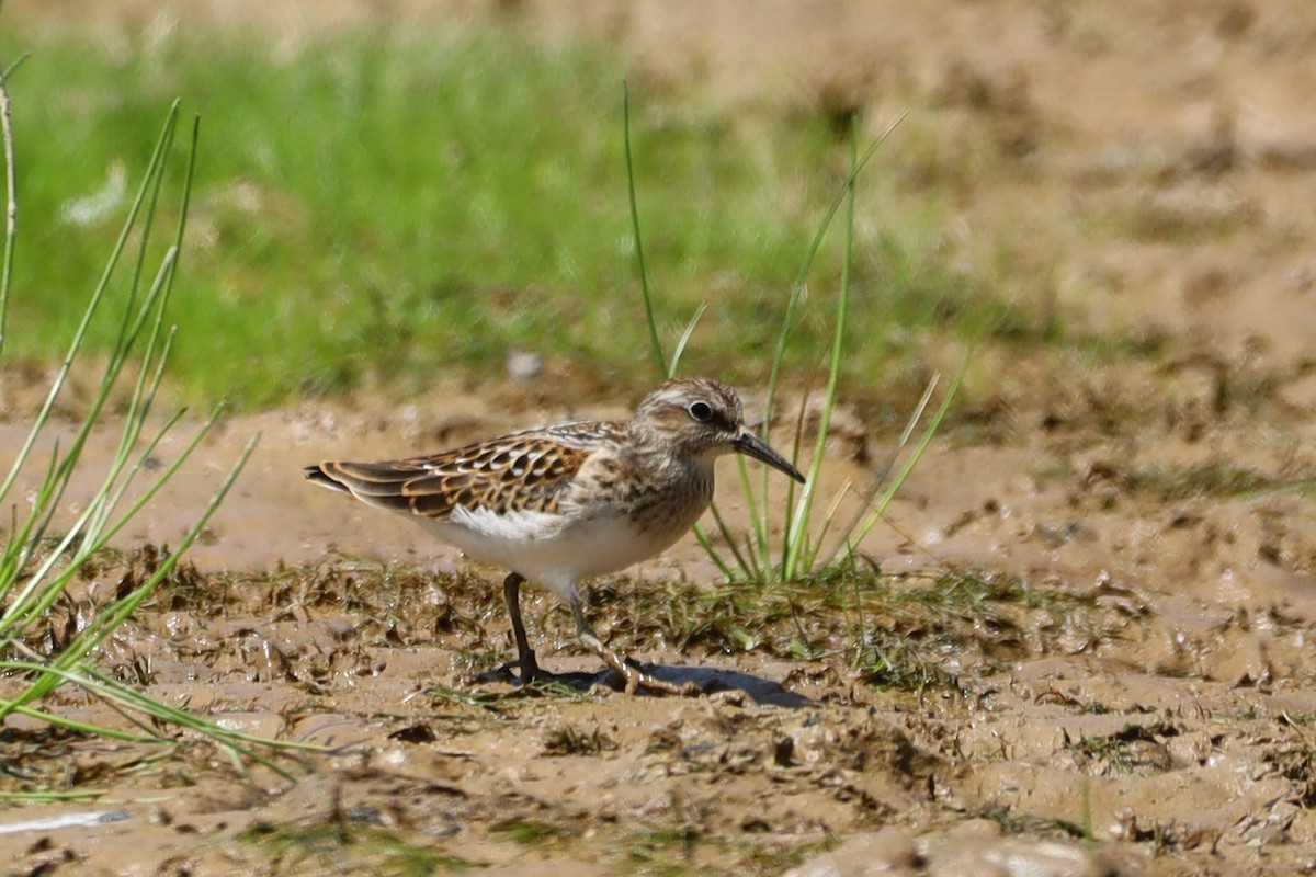 Least Sandpiper - ML622850055