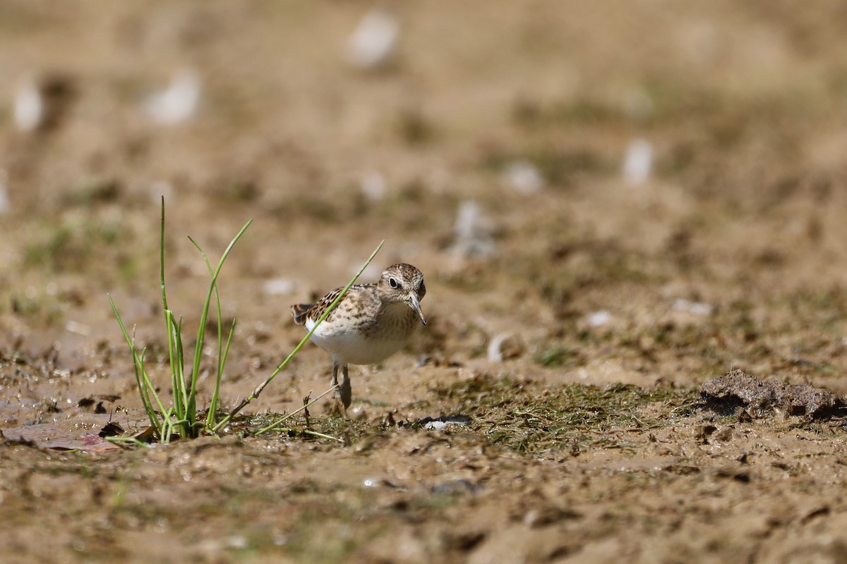 Least Sandpiper - ML622850056