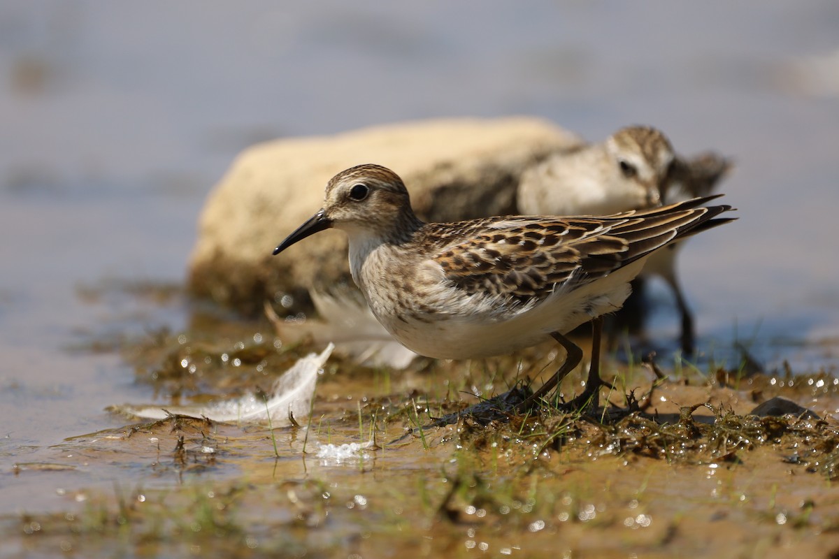 Least Sandpiper - ML622850057