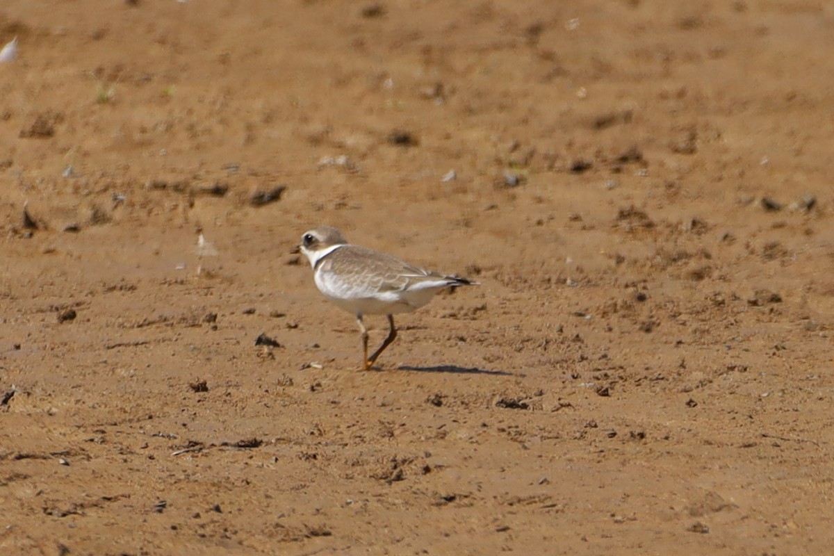 Semipalmated Plover - ML622850072