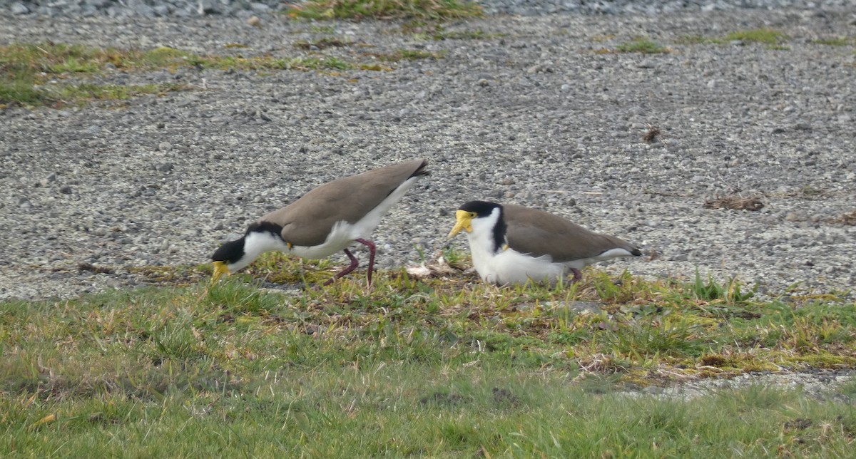 Masked Lapwing - ML622850122