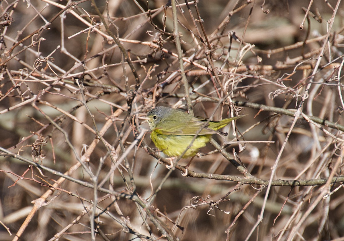 Mourning Warbler - ML622850135