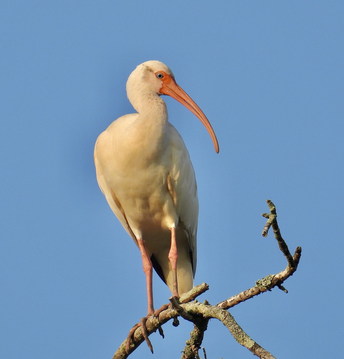 Ibis Blanco - ML622850142