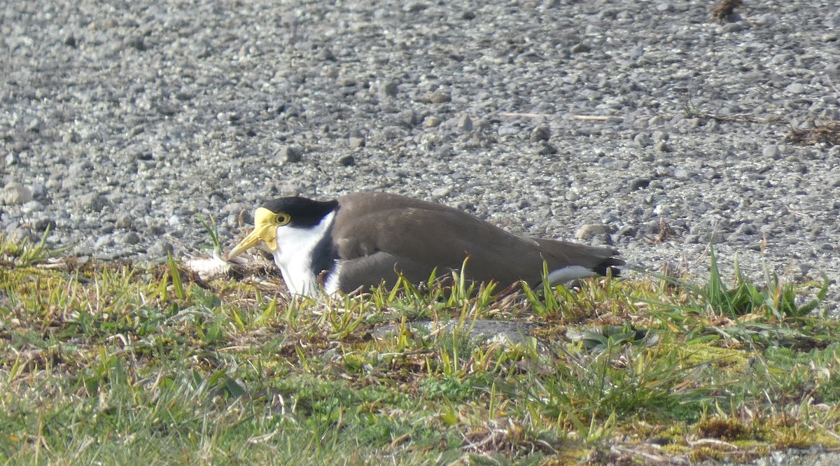 Masked Lapwing - ML622850156