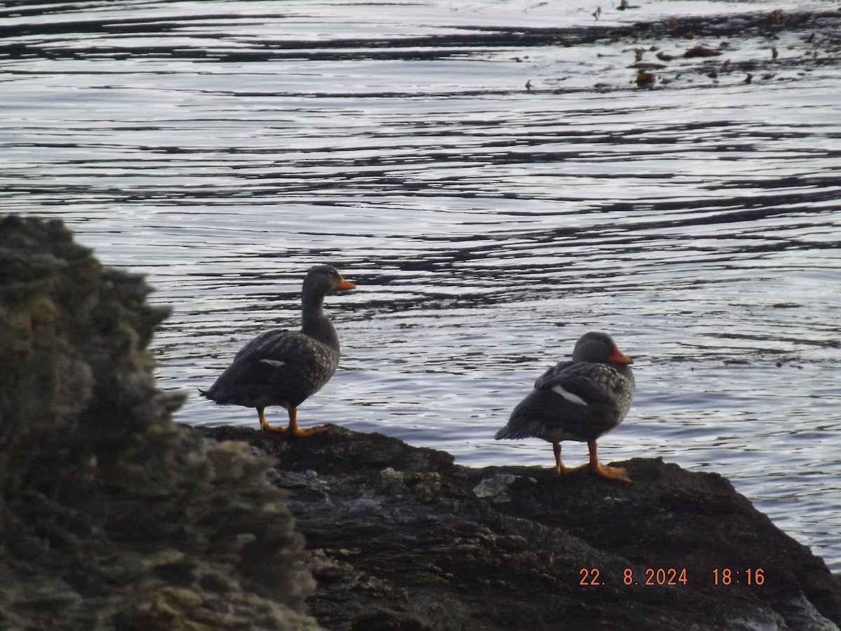 Flightless Steamer-Duck - Gustavo Bahamondes