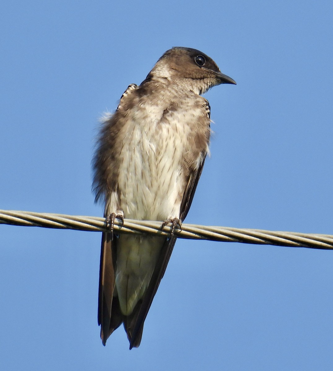 Golondrina Purpúrea - ML622850179