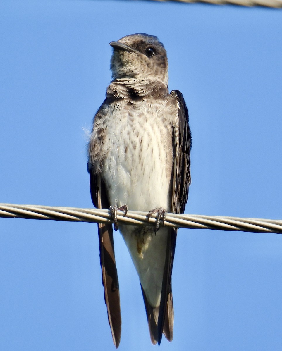 Golondrina Purpúrea - ML622850180