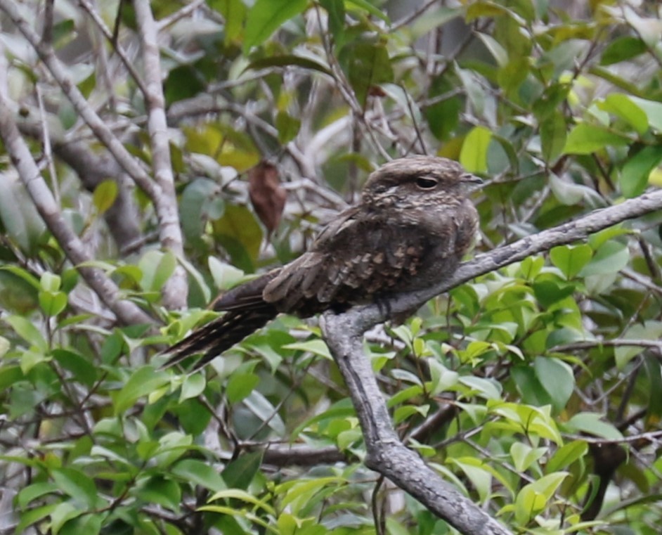 Ladder-tailed Nightjar - ML622850185