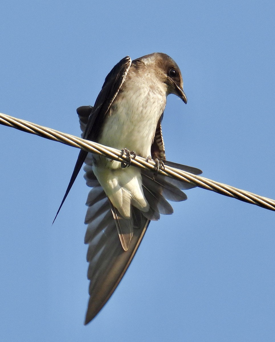 Golondrina Purpúrea - ML622850204