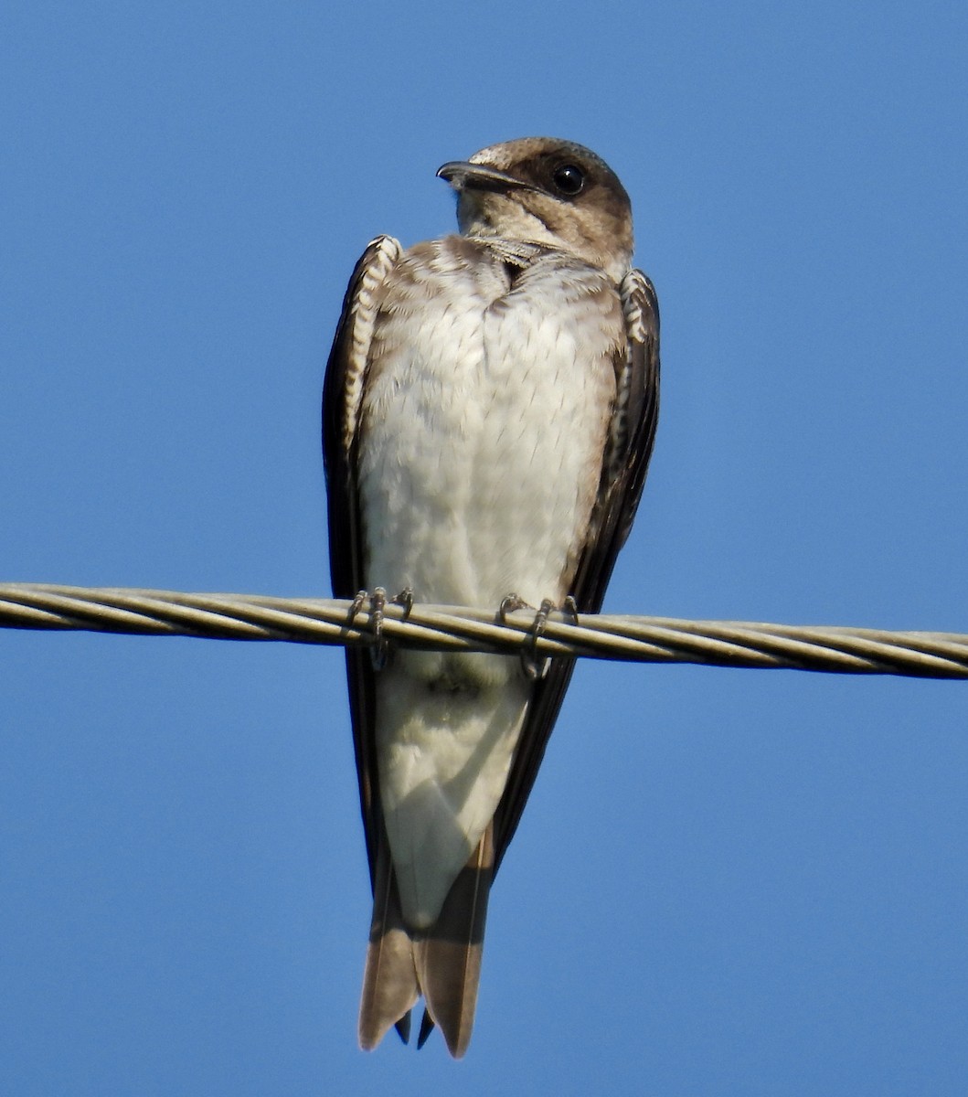 Golondrina Purpúrea - ML622850205