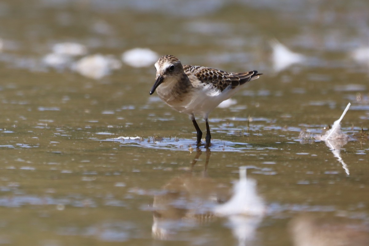 Semipalmated Sandpiper - ML622850206