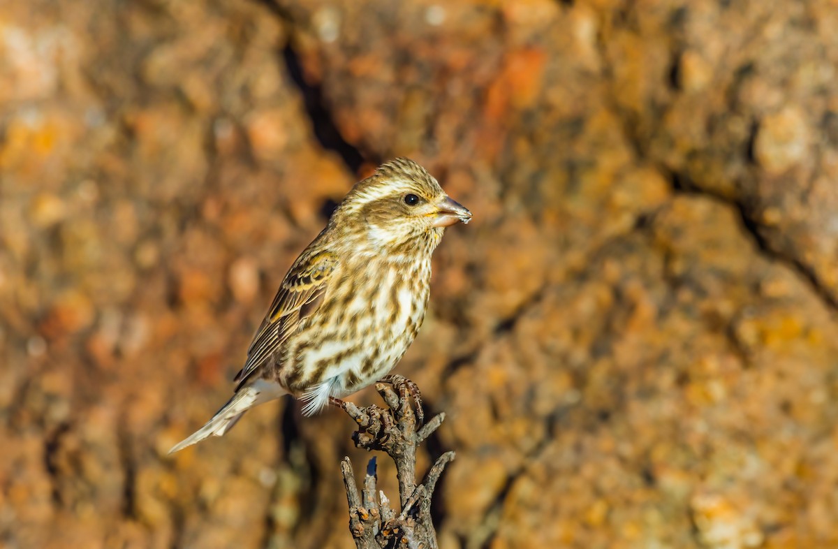 Purple Finch - Jim Merritt