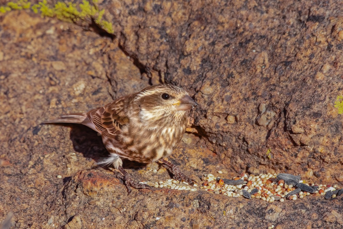 Purple Finch - ML622850219