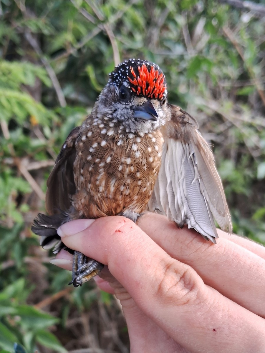 Golden-spangled Piculet - Valeria Torrado