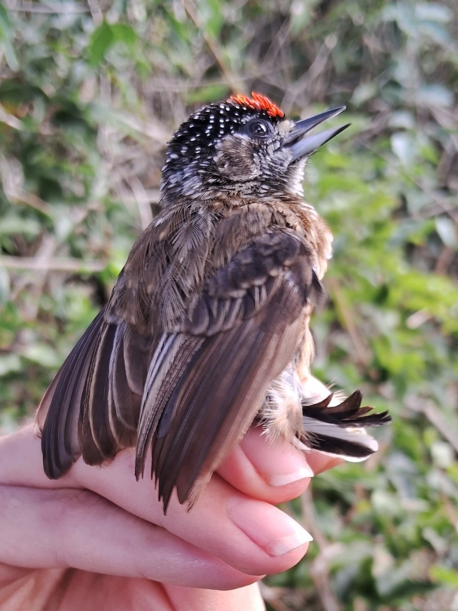 Golden-spangled Piculet - Valeria Torrado