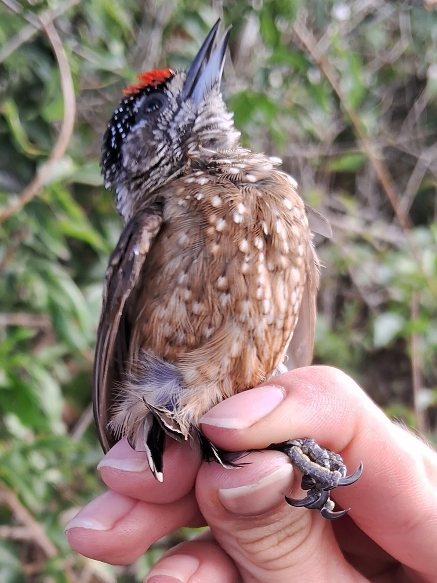 Golden-spangled Piculet - ML622850229