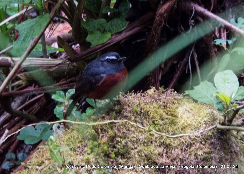 Chestnut-bellied Chat-Tyrant - ML622850255