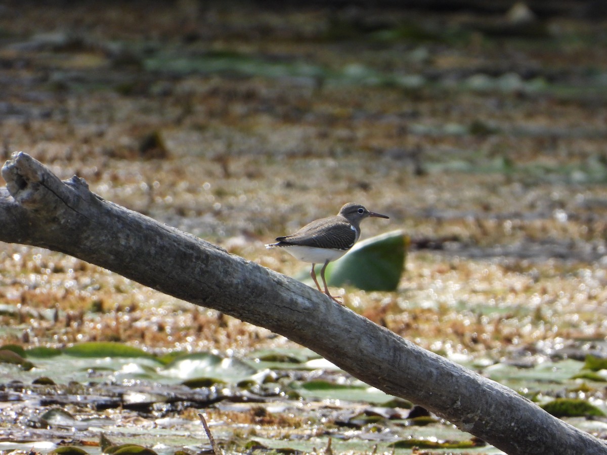 Spotted Sandpiper - ML622850273